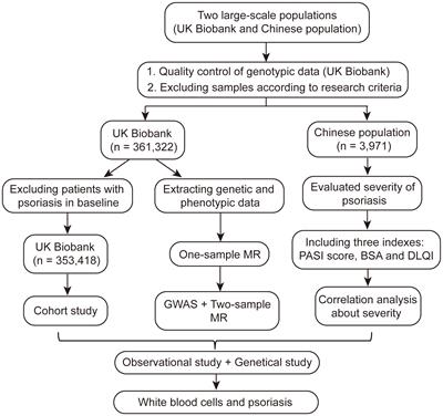 Exploring the association and causal effect between white blood cells and psoriasis using large-scale population data